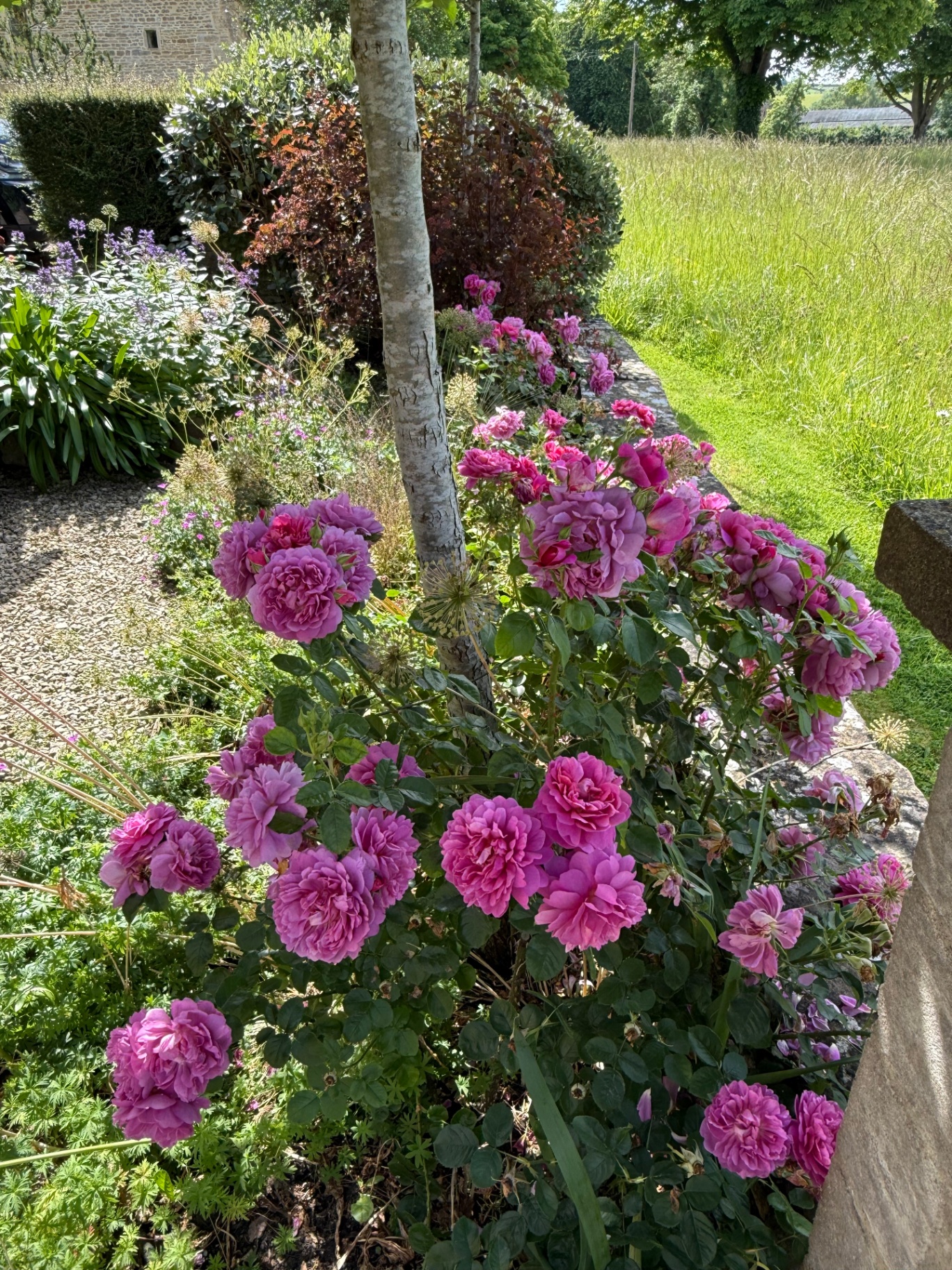 Old English roses in the front garden