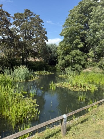 The village duck pond