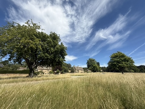 Wyck Rissington village green with majestic trees and Cotswold cottages